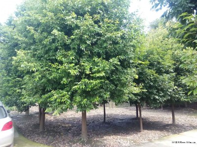 天竺桂熟苗种植指南 成都地区的苗木培育与市场价格解析