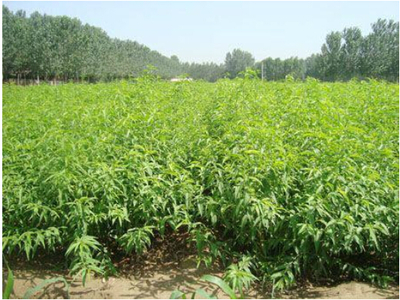 扬州沂蒙霜红桃苗基地 高产量苗木，价格惊喜助力丰收梦想