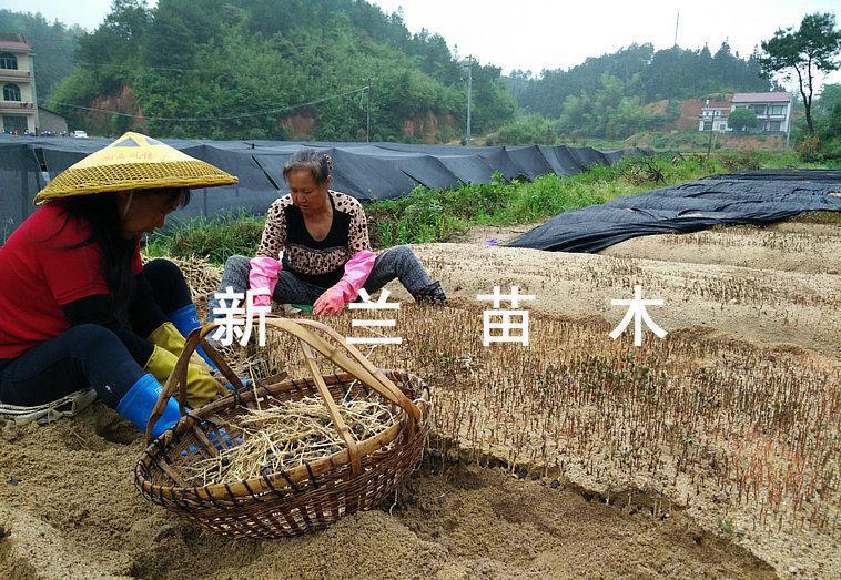 绿色希望，从“攸县新兰”开始 —— 低价出售高品质油茶芽与嫁接油茶苗