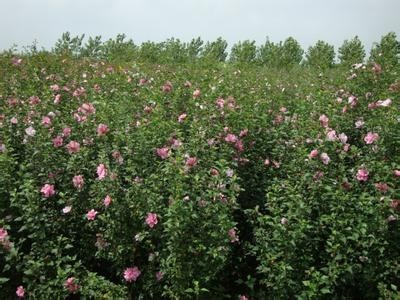 扎根江淮，繁育美丽 探访合肥木槿苗木培育基地