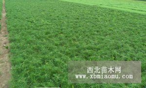 绿色基业 专业的苗木培育公司