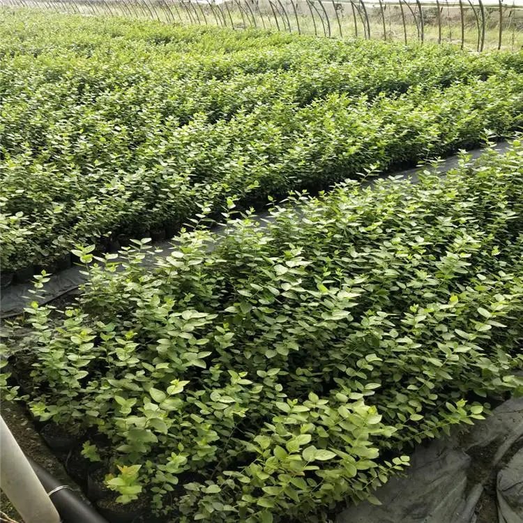 极耐寒钱德勒蓝莓苗培育基地 苗木粗壮，优质培育的奥秘