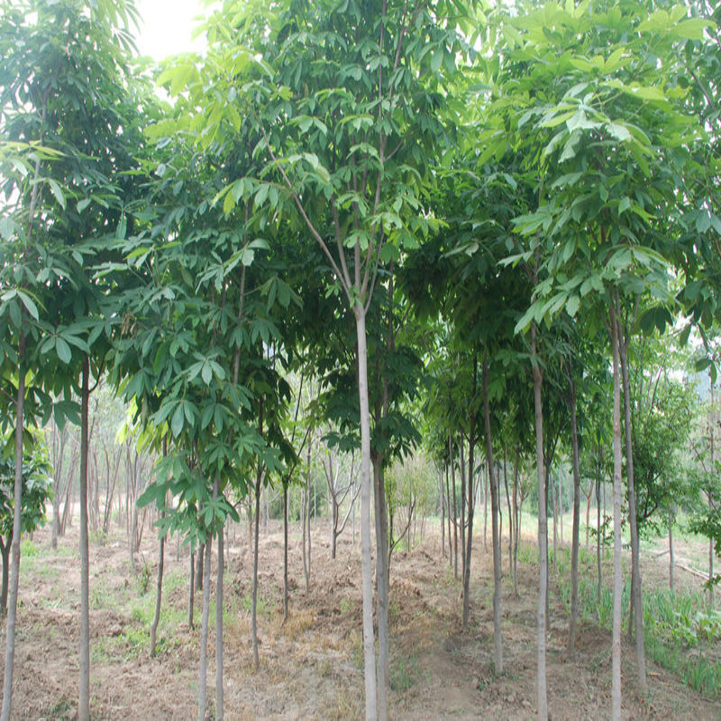 红花七叶树 绿化苗木中的瑰宝与其培育之道