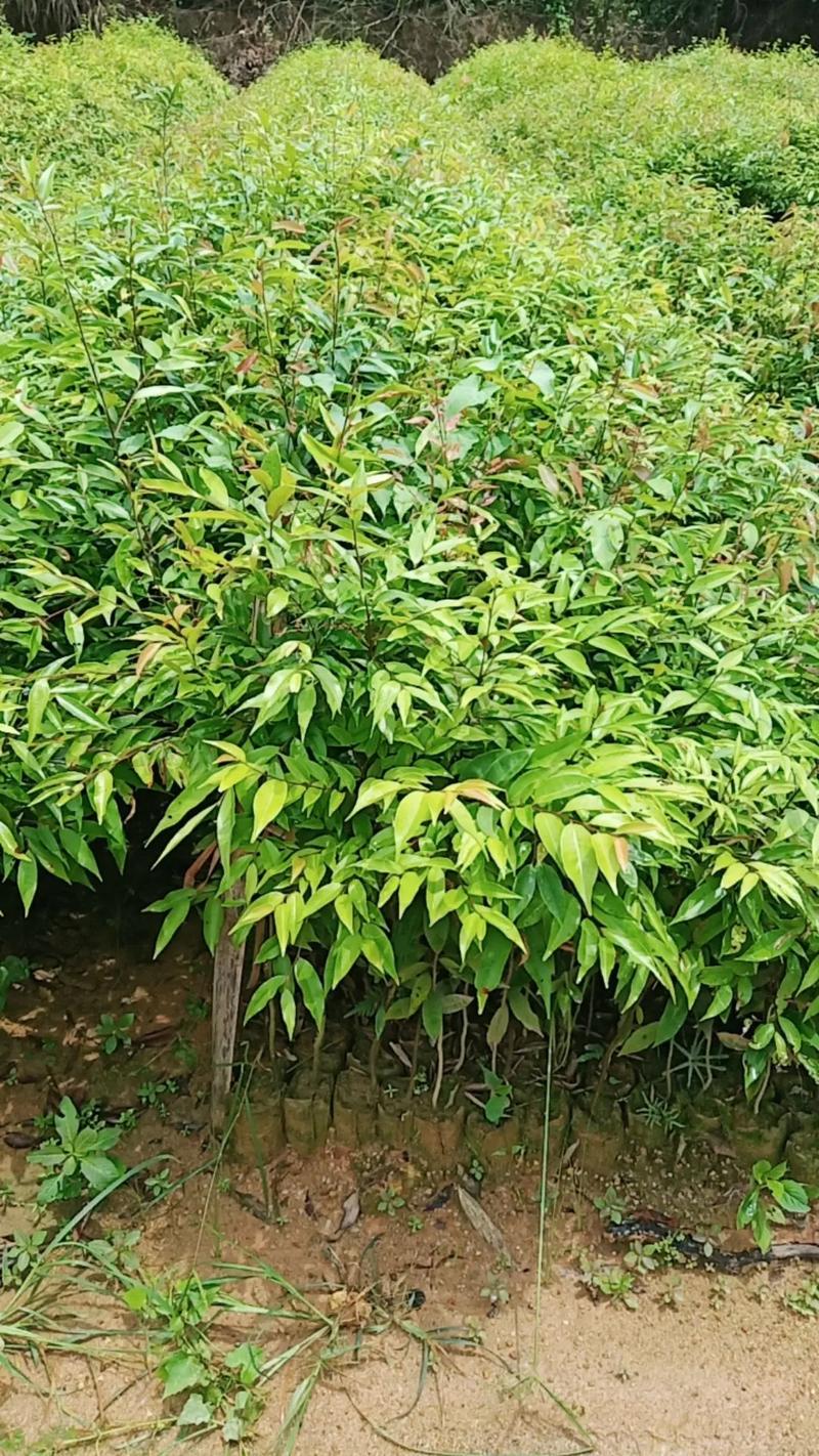 苗木种植与苗木培育全指南 从入门到精通