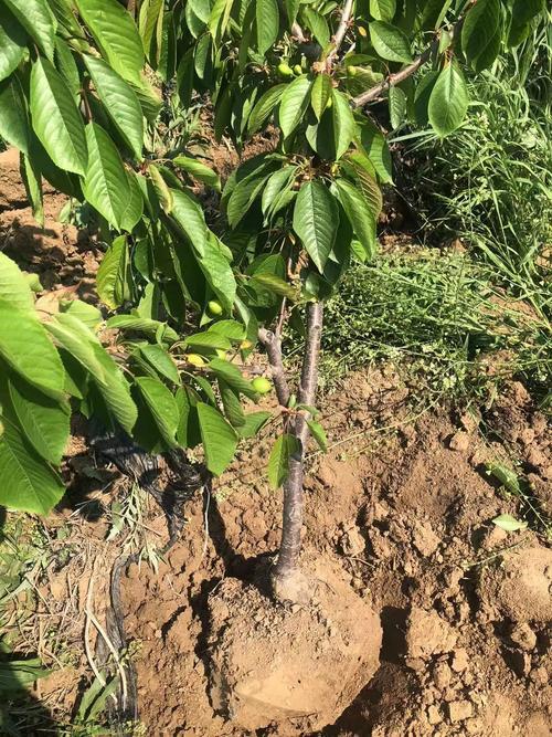 2公分樱桃树苗精细化培育指南 从砧木遴选到出圃壮苗的全流程管理