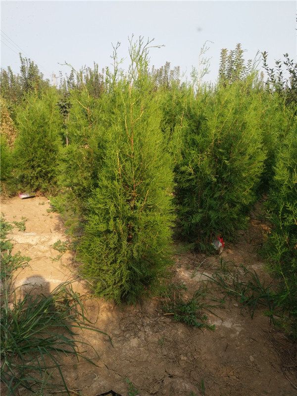 大田侧柏树苗繁育基地——武陟县盛兴苗木专业合作社苗木培育纪实