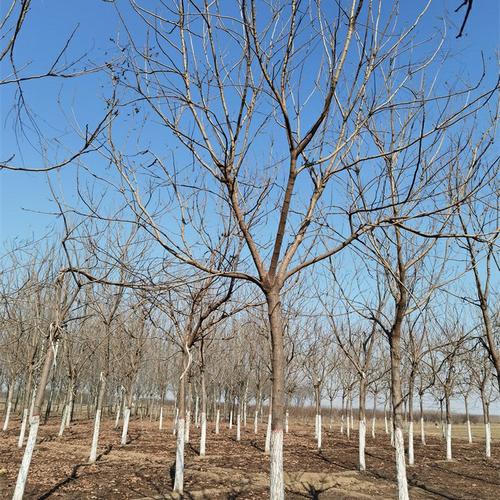 北方栾树苗木培育基地 12-15公分随选随挖，以树结缘